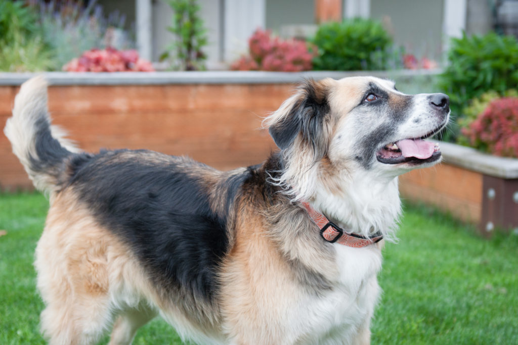 Dog in his own Seattle backyard