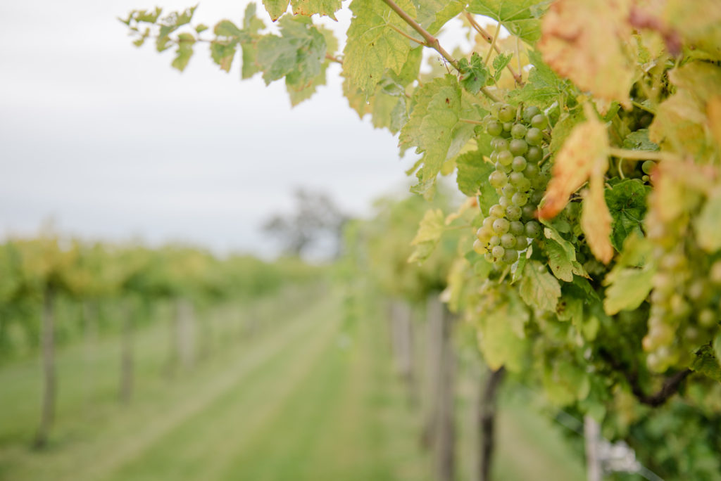 McEachran Homestead Winery, Illinois green grapes in the vineyard at Stull outdoor winery wedding with Tina Captures Photography